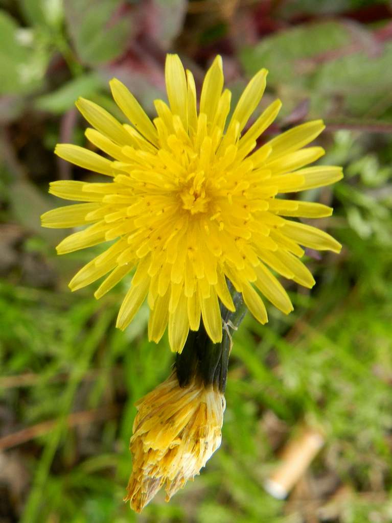 Sonchus oleraceus ?